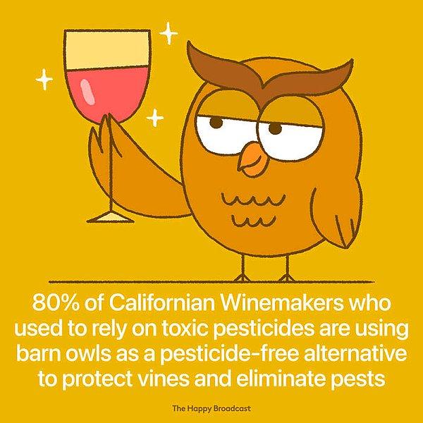 36. "Kaliforniya şarap yapım atölyelerinin %80'i kimyasal böcek ilaçlarının kullanımını durdurarak bu konuda yardımcı olmaları için baykuşları atölyelerinde kullanmaya başladı."