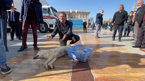 Köpeğin cansız bedeni incelenmek üzere Tarım İl Müdürlüğü'ne, yavru köpekler de belediyenin hayvan barınağına götürüldü.