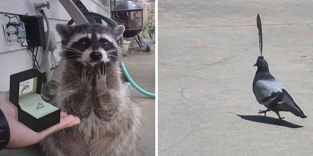 Животные такие животные: 20 забавных фото питомцев, которые сделают ваш день еще лучше