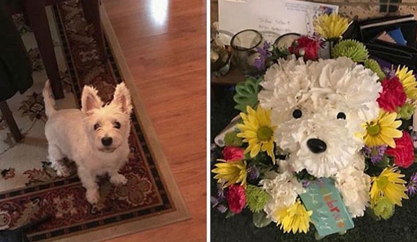 2. Моя собака умерла в прошлом месяце, и мой парень подарил мне цветы в форме моей собаки
