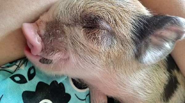 Розангела купила поросенка 3 года назад с обещанием, что он не вырастет большим.