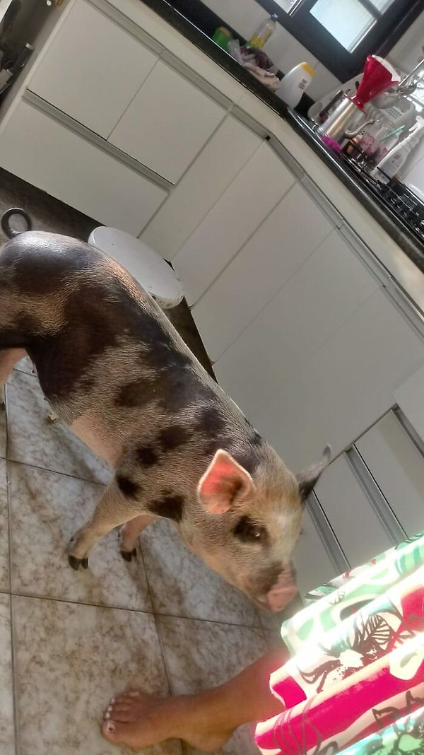 Однако Лилика не прекращала расти все больше и больше с каждым днем.