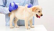 Köpekler Kaç Kez Aşı Olur? Köpek Aşıları Nelerdir? İşte Yavru ve Yetişkin Köpeklerde Aşı Takvimi...