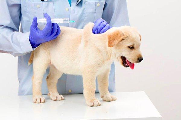 Yavru Köpeklerde Aşıları Nelerdir? Yavru Köpeklerde Aşı Takvimi