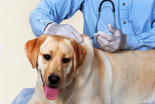 Yetişkin Köpeklere Aşı Yapılır mı? Yetişkin Köpeklerde Aşı Takvimi