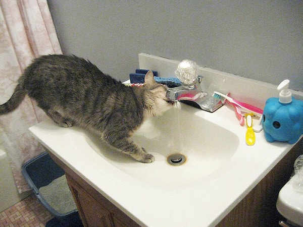 13. Да я с трудом справляюсь с работой на полную ставку и едва успеваю ухаживать за кошкой. У меня нет ни времени, ни денег, ни терпения, ни желания растить ребенка. Я хочу жить своей жизнью, а не быть отягощенным ответственностью, которую я не хочу и которая не принесет мне пользы. Мне нравится свобода не иметь дела со всем этим.