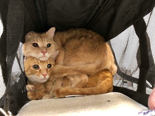 2. Ветеринар такой страшный !!