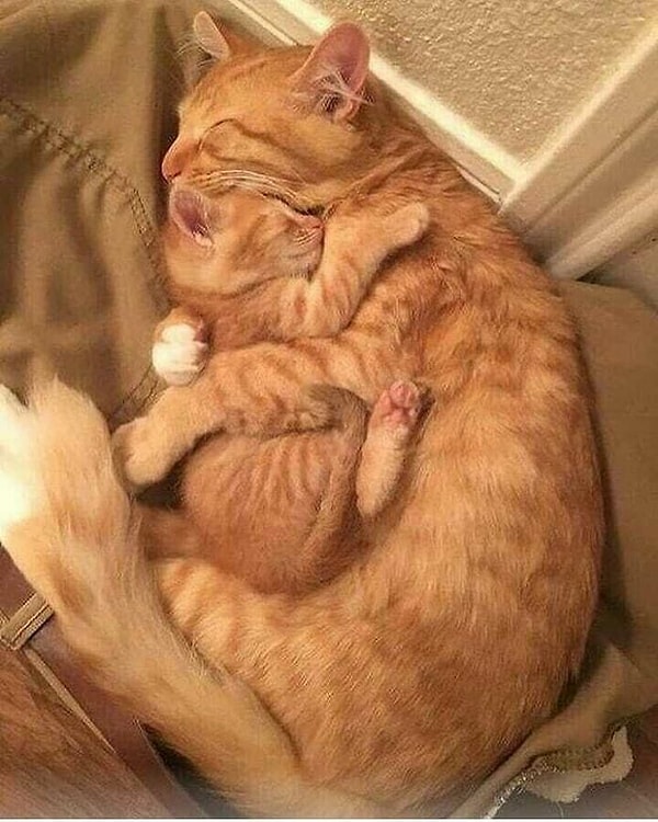 5. Безусловная любовь.!!!!