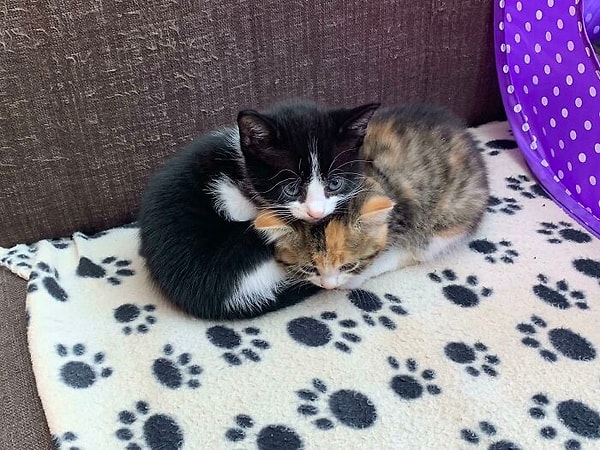 13. Пытаясь убить друг друга последние полчаса, они решили, что пора обниматься