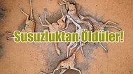Kuraklığın Geldiği Son Nokta! Kenya’da Susuzluktan Ölen Zürafaların Fotoğrafları Kalbinizi Acıtacak