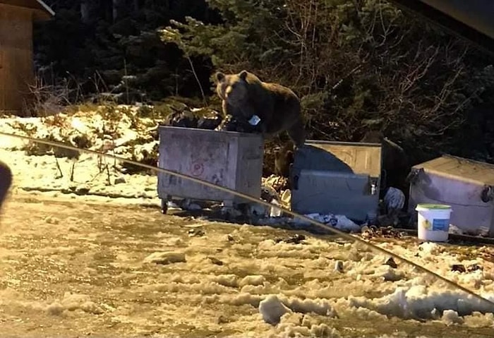Çöp Karıştıran Ayıya Selam Verip Eğlenceli Video Çekmeye Çalışan Vatandaşlar Hayatlarının Şokunu Yaşadı