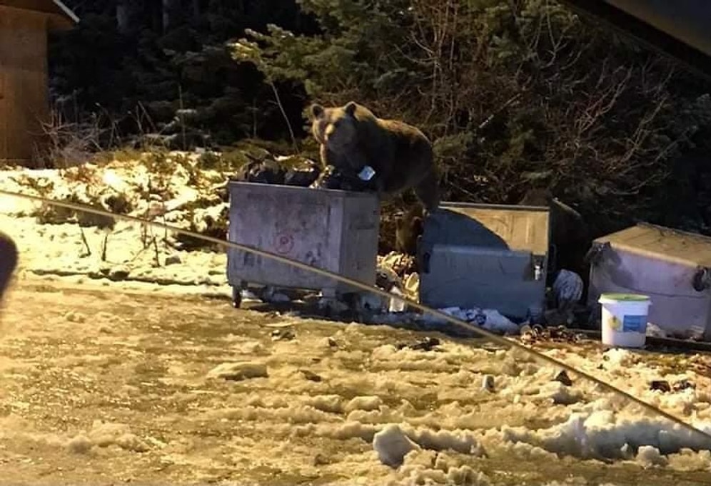 Çöp Karıştıran Ayıya Selam Verip Eğlenceli Video Çekmeye Çalışan Vatandaşlar Hayatlarının Şokunu Yaşadı