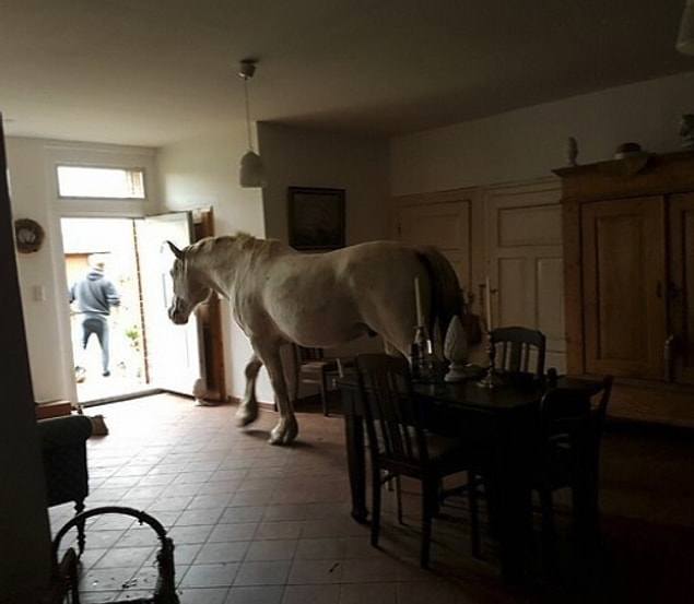Ülkemizde artan emlak fiyatlarının yanında ev sahiplerinin kiracılar için beklentileri çok farklı seviyelere ulaşabiliyor.