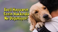 Bu Sorulara Verdiğin Cevaplara Göre Evcil Hayvanın Senin Hakkında Ne Düşünüyor?
