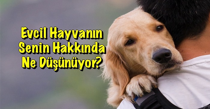 Bu Sorulara Verdiğin Cevaplara Göre Evcil Hayvanın Senin Hakkında Ne Düşünüyor?