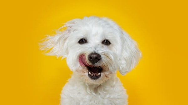 Evcil hayvanın sana hayran!