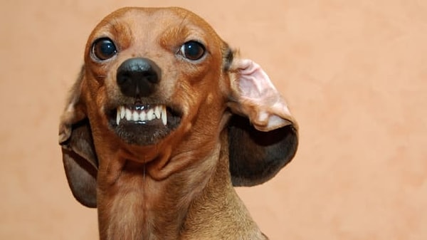 Seni pek sevmiyor gibi!