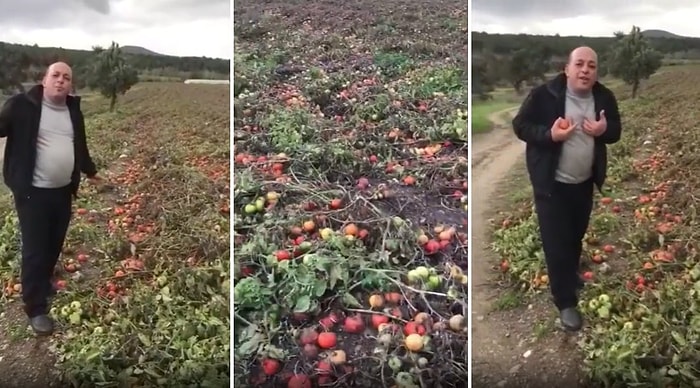 400 Ton Domatesin Tarlada Kaldığını Söyleyerek İsyan Eden Çiftçi: 'Üreterek Batıyoruz, Bizi Kim Kurtaracak?'