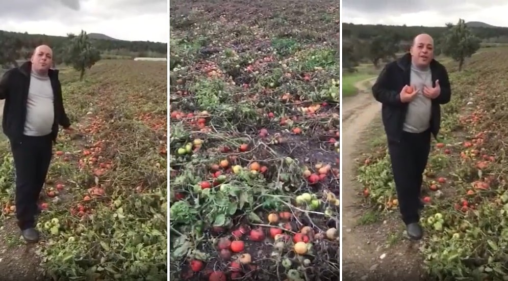 400 Ton Domatesin Tarlada Kaldığını Söyleyerek İsyan Eden Çiftçi: 'Üreterek Batıyoruz, Bizi Kim Kurtaracak?'