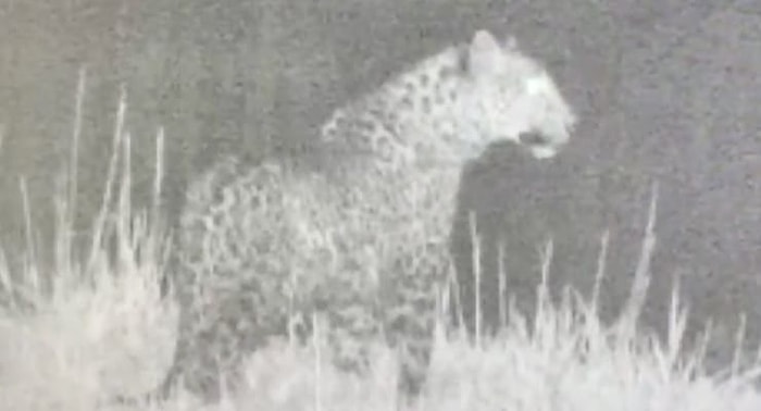 Nesli Tükenme Tehlikesiyle Karşı Karşıya Olan Leopar, Doğu Anadolu'da Görüntülendi