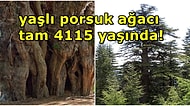 Dünyanın En Yaşlı Ağaçlarından Biri Türkiye'de: Ülkemizin Zamana Meydan Okuyan Anıt Ağaçları