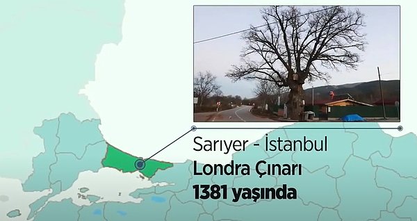Başka bir anıt ağaç olan İstanbul Sarıyer'deki Londra Çınarı ise 1381 yaşında.