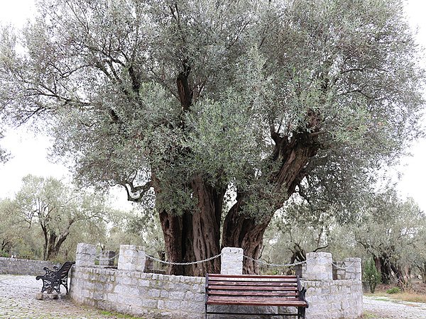 Manisa Kırkağaç'taki bu zeytin ağacı ise 1651'inci yaşını kutluyor.
