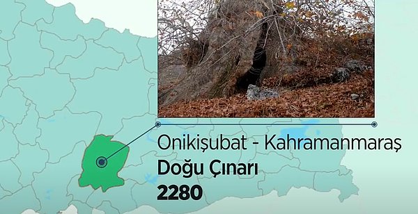 Ülkemizin batısından doğusuna hemen her yerinde yaş almış ulu ağaçlar yer alıyor. 2280 yaşındaki Doğu Çınarı da Kahramanmaraş'ın 12 Şubat ilçesinden dâhil oluyor listeye.