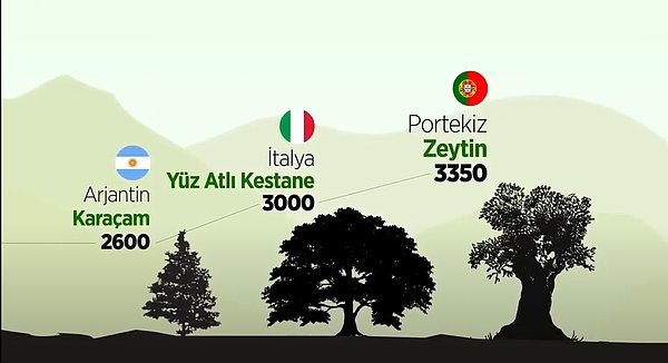 AA, çalışmasında dünyanın en yaşlı ağaçlarına da yer vermiş. Arjantin, İtalya ve Portekiz'de tescillenmiş ağaçlar türlerine göre listede kendisine yer bulmuş.