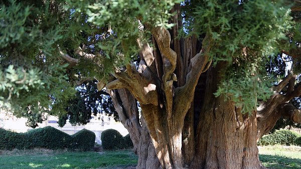 İran'daki 4000 yaşındaki Eberkuh Servi ağacı da dünyanın en yaşlı anıt ağaçlarından.