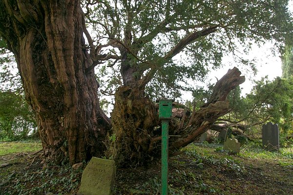 4. Galler'deki 5000 yıllık porsuk ağacı.