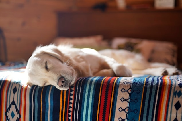 'Köpekler de insanlar gibi rüya görür mü' diye merak ediyorsanız yanıtımız kısaca evet!
