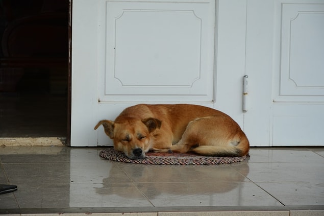 Tıpkı insanlarınki gibi köpeklerin uyku döngüleri REM uykularından ve REM dışı uykulardan oluşuyor.