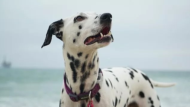 Yine de bu havlamalar köpeğinizin kabus gördüğüne işaret etmez. Gün içinde havladığı sıradan şeyleri rüyasında görüyor olabilir.