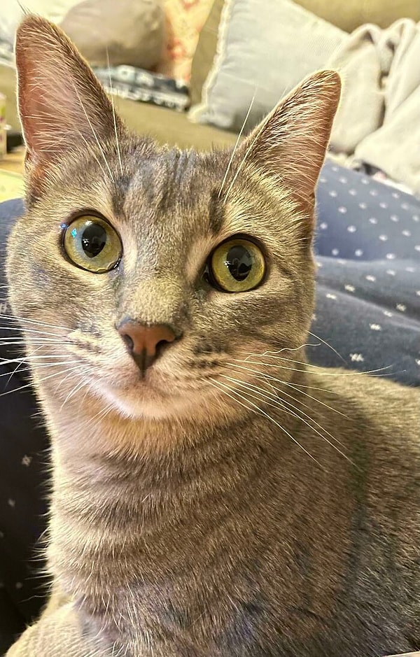 10. У этой кошки один маленький курчавый усы