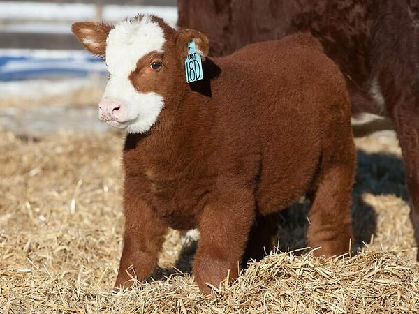 9. Как игрушка!