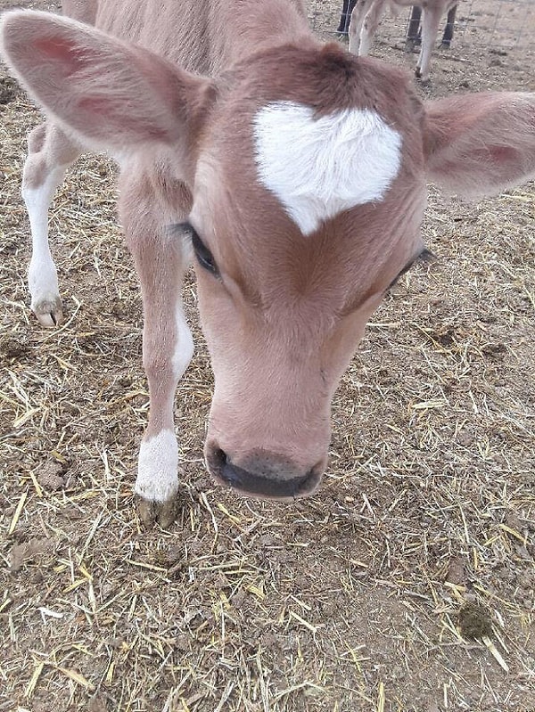 10. Шлет вам свою любовь