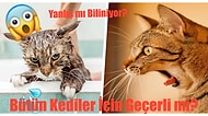 Kedilerin Neden Sudan Nefret Ettiğini Hiç Merak Ettiniz mi? Tüylü Dostlarımızın İç Sesine Kulak Verdik!