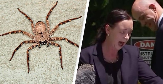 Avustralya Sağlık Bakanının Basın Toplantısı Yaptığı Sırada Üzerine Örümcek Tırmandı: Lütfen Üzerimden Alın