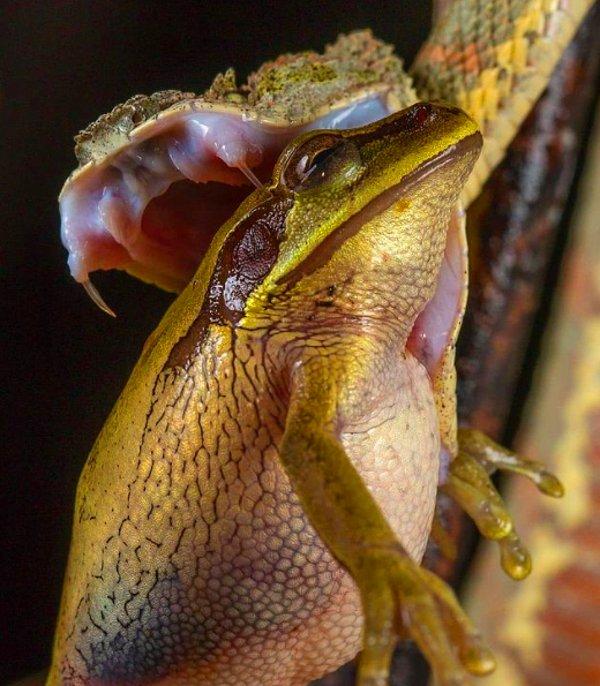 8. Bir ağaç kurbağasını gözünü bile kırpmadan yiyen kirpikli engerek yılanı:
