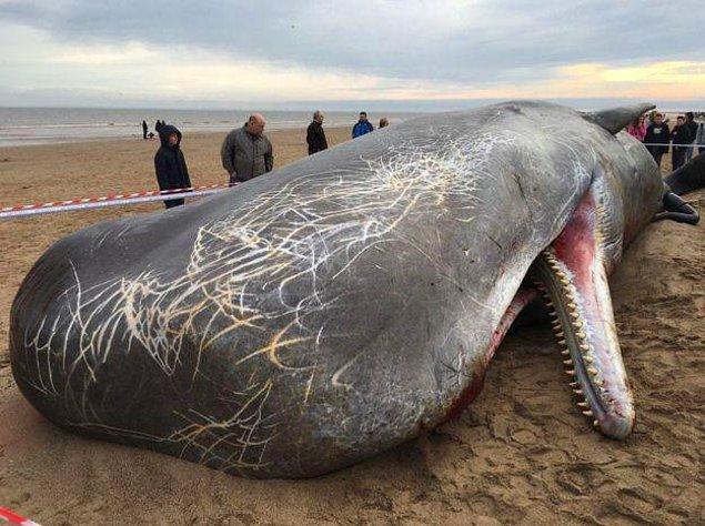 10. İngiltere'de üstünde ürkütücü av izleri olan ve kıyıya vuran bir ispermeçet balinası leşi: