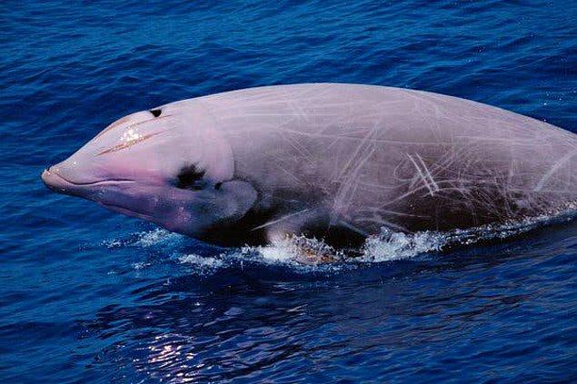 11. Cuvier gagalı balinası 3 bin metrede en derine dalan tek memelidir. Ayrıca bu hayvanlar 3 saatlik bir süre ile herhangi bir memelinin en uzun nefesini tutma rekorunu da elinde tutuyor.