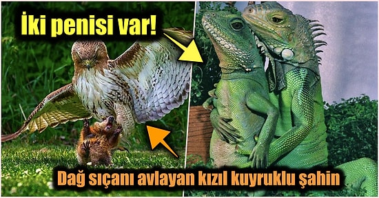 Doğanın Korkutucu Yüzünü İliklerinize Kadar Hissetmenize Sebep Olacak Birbirinden Ürkütücü 15 Yeni Fotoğraf