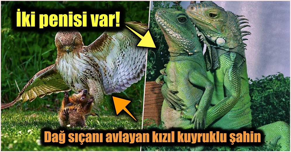 Doğanın Korkutucu Yüzünü İliklerinize Kadar Hissetmenize Sebep Olacak Birbirinden Ürkütücü 15 Yeni Fotoğraf