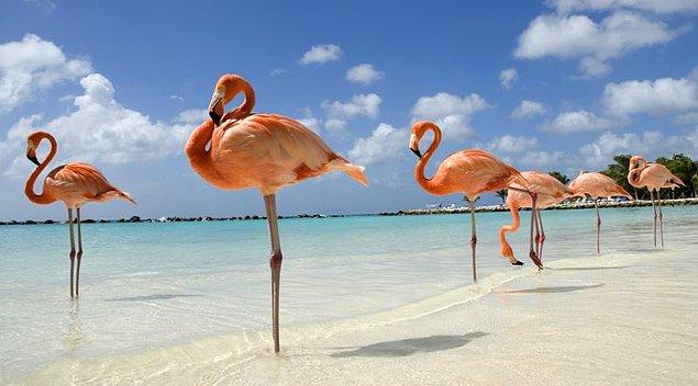 Araştırmacıları yıllar boyunca şaşırtan flamingoların tek ayak üzerinde dinlenmesinin nedenine dair birçok teori bulunuyor.