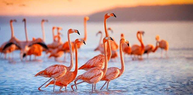 Araştırmacılar bu iki teoriyi test etmek için bir flamingo sürüsünü gözlemledi.