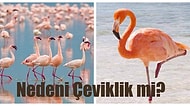 Flamingolar Neden Tek Ayak Üzerinde Uyurlar?