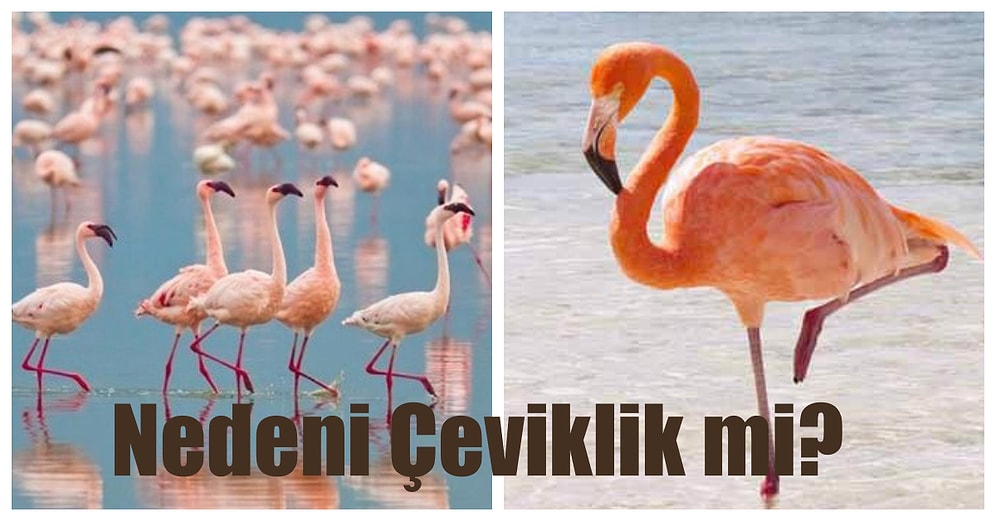 Flamingolar Neden Tek Ayak Üzerinde Uyurlar?