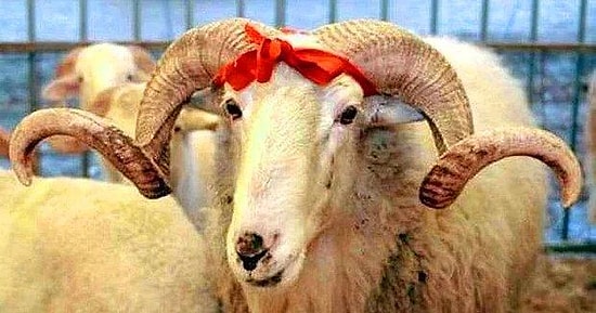 2022 Kurban Bayramı Tarihi Açıklandı! Kurban Bayramı Ne Zaman Başlayacak?  2022 Kurban Bayramı Tarihi...