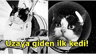 Fransız Bilim İnsanları Tarafından Uzay'a Fırlatılan Kedi Felicette'nin Hikayesi